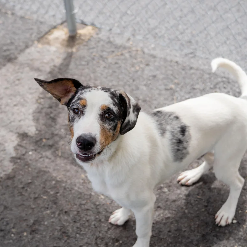 A young medium-sized male Merle (Blue) Hound dog named Poochy Cs for adoption in Columbia, MD