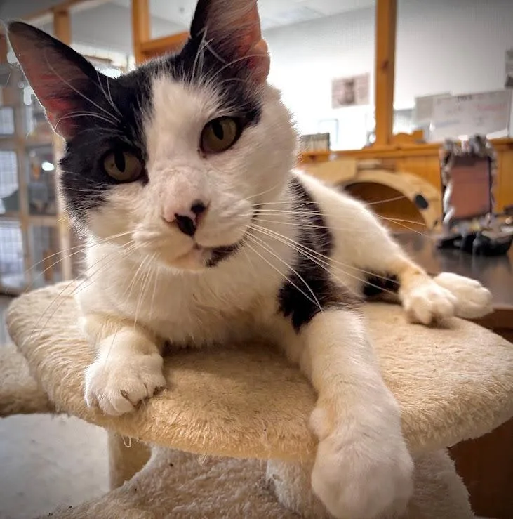 A senior large-sized male Domestic Short Hair cat named Grackle for adoption in Coupeville, WA