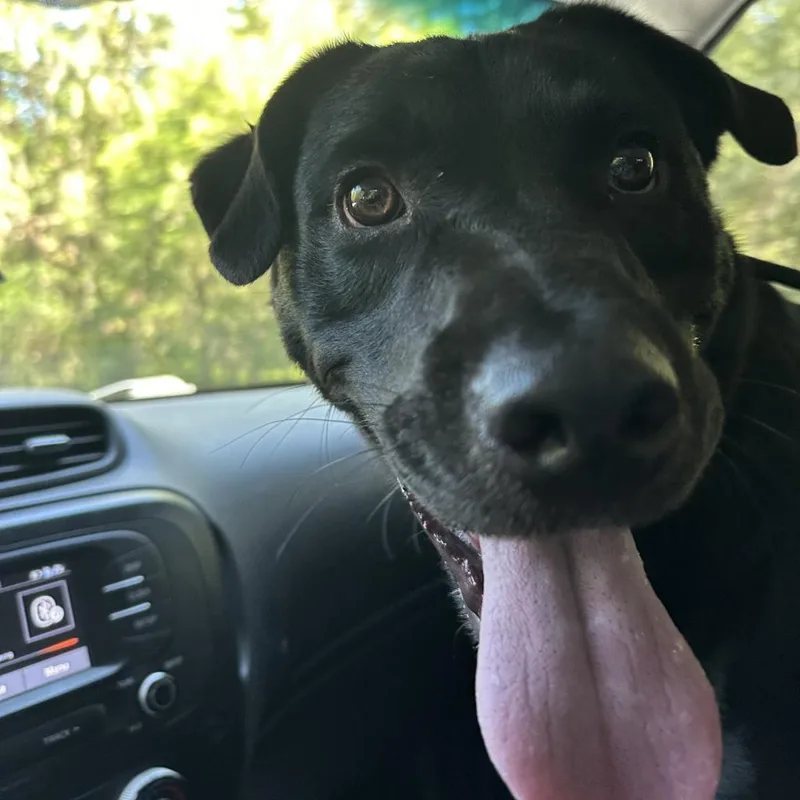 An adult medium-sized male Black Mixed Breed dog named Joey for adoption in Middleburg, FL