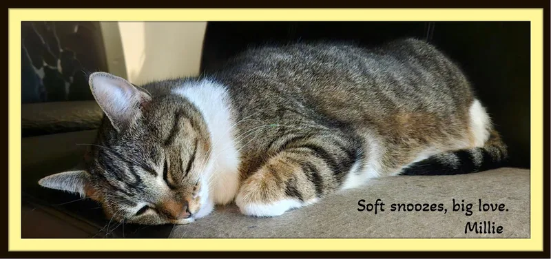 An adult medium-sized female Tabby (Brown / Chocolate) Domestic Short Hair cat named Millie  Love looks for adoption in Winston Salem, NC