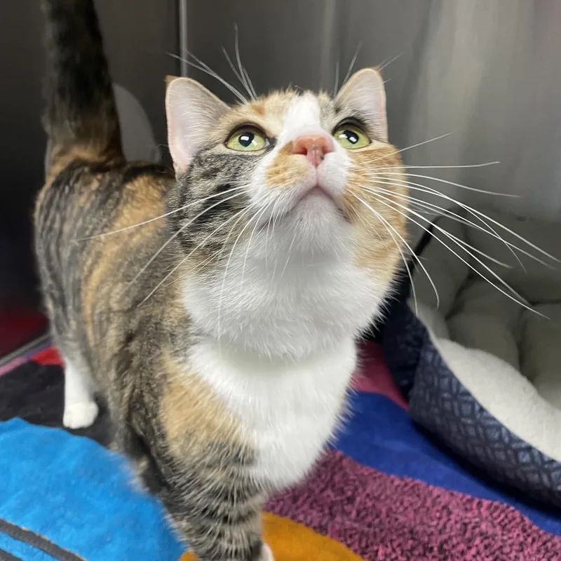 An adult large-sized female Calico Domestic Short Hair cat named Emmie for adoption in Georgetown, KY
