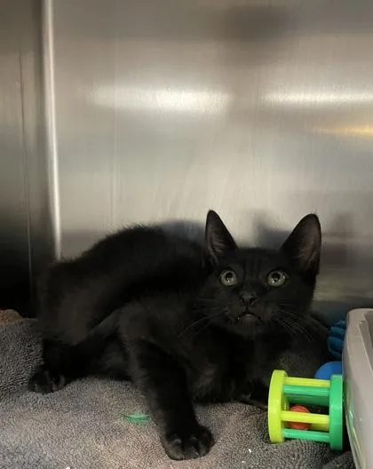 A baby small-sized male Domestic Short Hair cat named Tumeric for adoption in Houston, TX