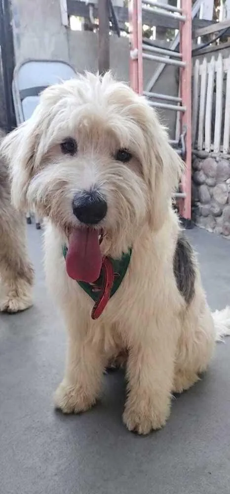 A young large-sized male Old English Sheepdog dog named Winston for adoption in ventura, CA