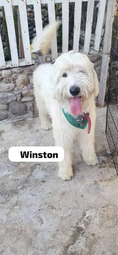 Winston thumbnail 2