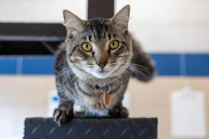 A young small-sized male Domestic Medium Hair cat named Dandy for adoption in Golden Valley, MN