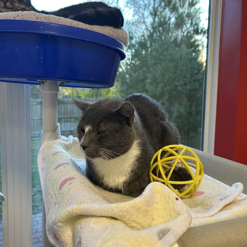 Monstera thumbnail 2