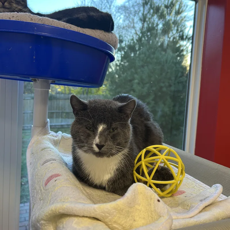 Monstera thumbnail 3