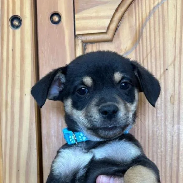 A baby small-sized male Black Chihuahua dog named Phineas for adoption in Phoenix, AZ