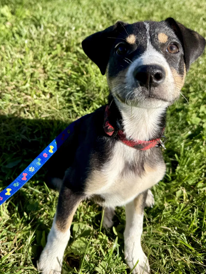 A baby small-sized male Border Collie dog named Katt for adoption in Waukesha , WI