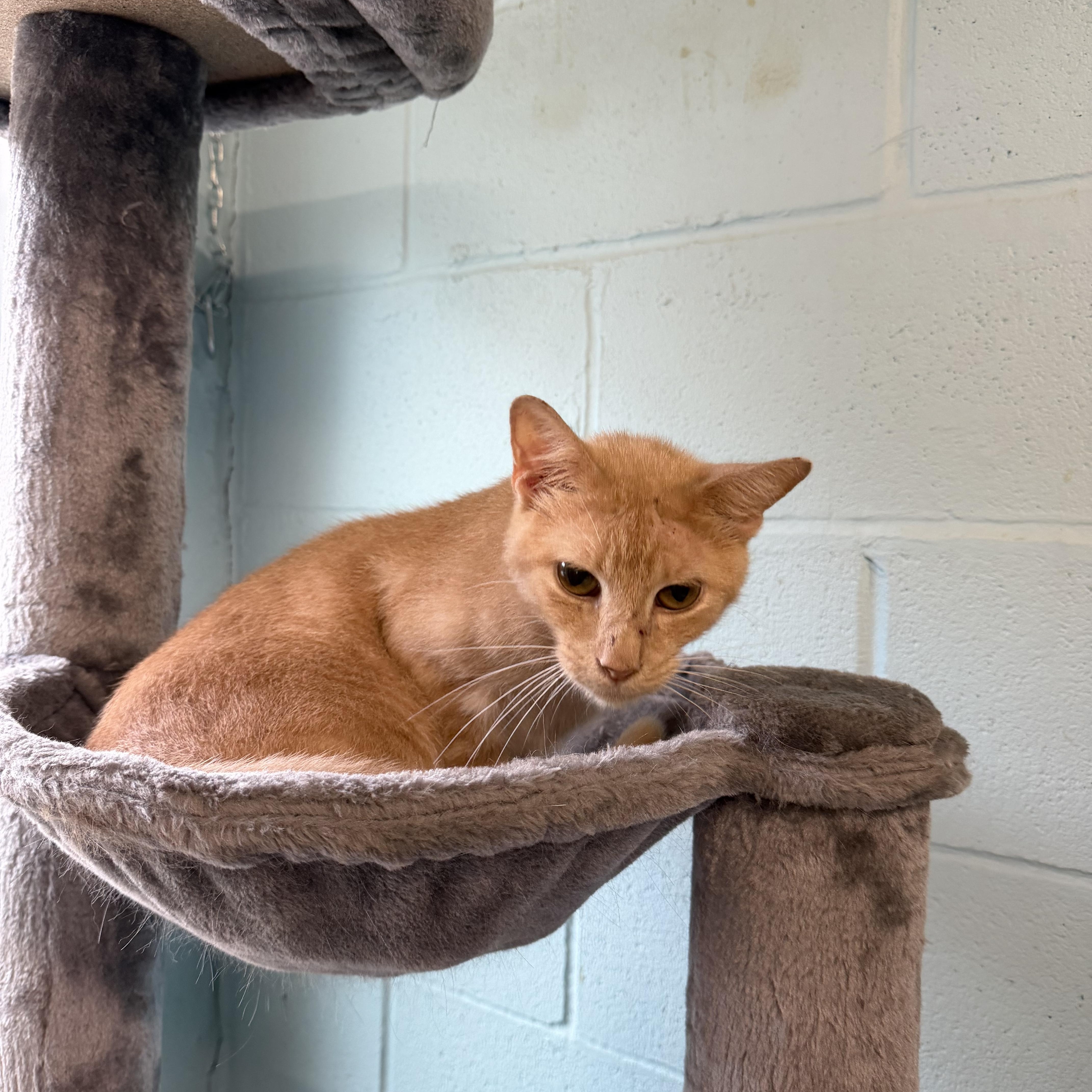 An adult medium-sized male Domestic Short Hair cat named Denver for adoption in Warren, OH
