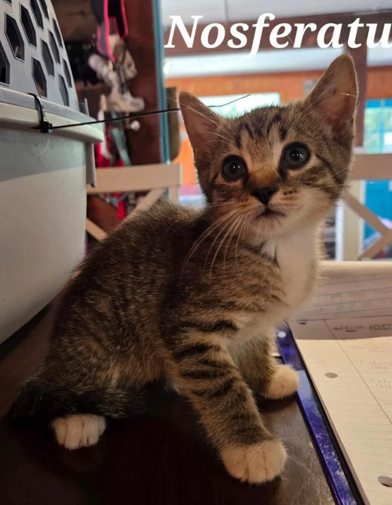A baby small-sized male Domestic Short Hair cat named Nosferatu for adoption in Rutherfordton, NC