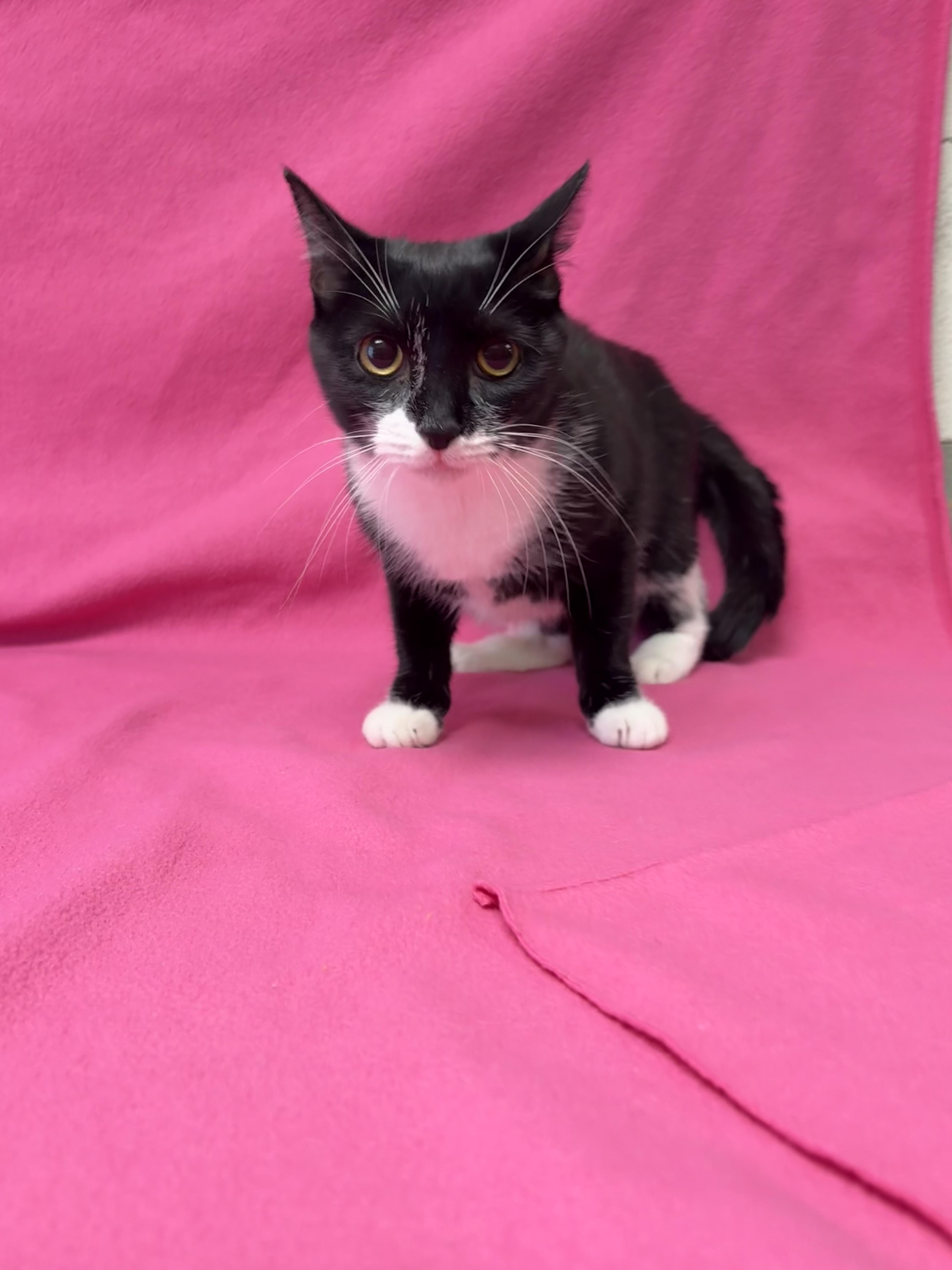 A young medium-sized female Black & White / Tuxedo Domestic Short Hair cat named Muffin for adoption in Valdosta, GA
