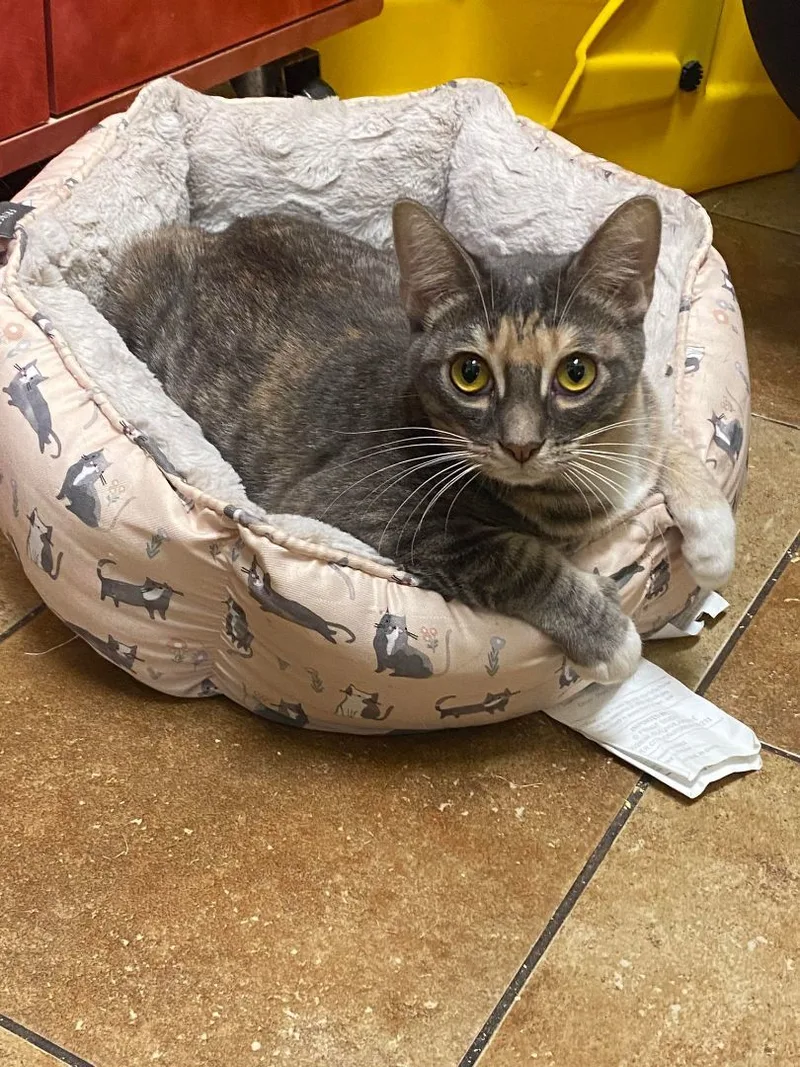 A young medium-sized female Dilute Calico cat named Tracy Stewart for adoption in HEMET, CA
