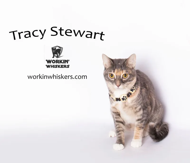 Tracy Stewart thumbnail 3