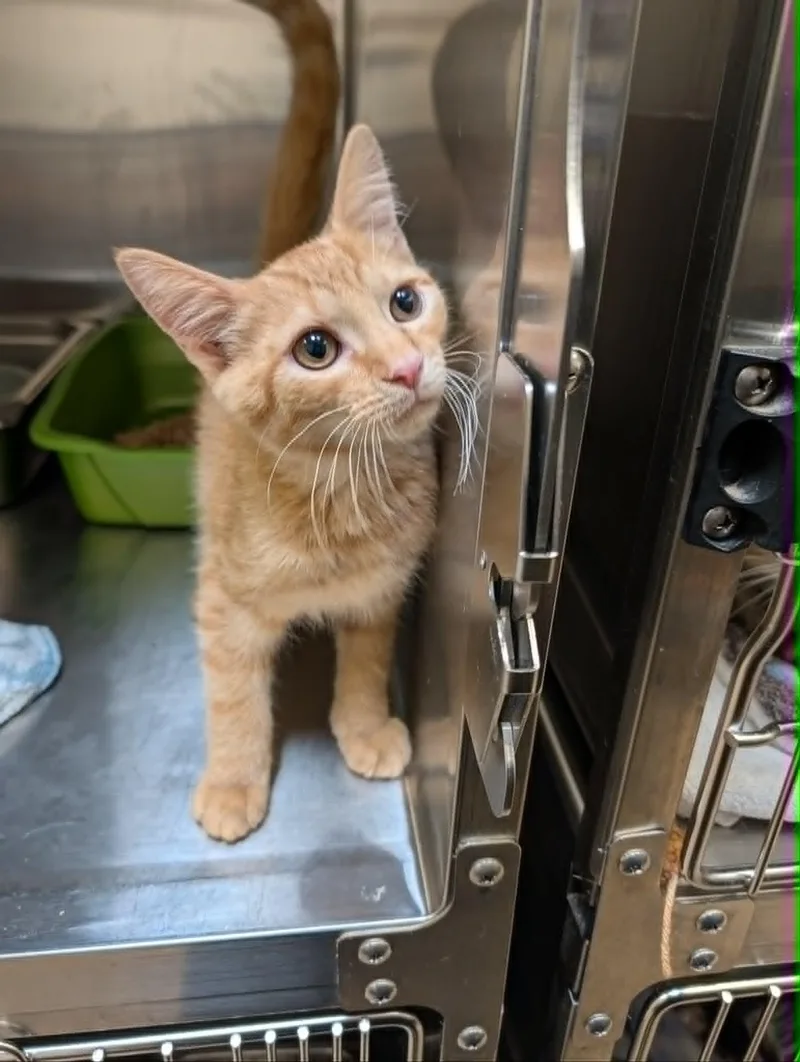 A baby medium-sized male Tabby (Orange / Red) Domestic Short Hair cat named Havoc for adoption in Chambersburg, PA