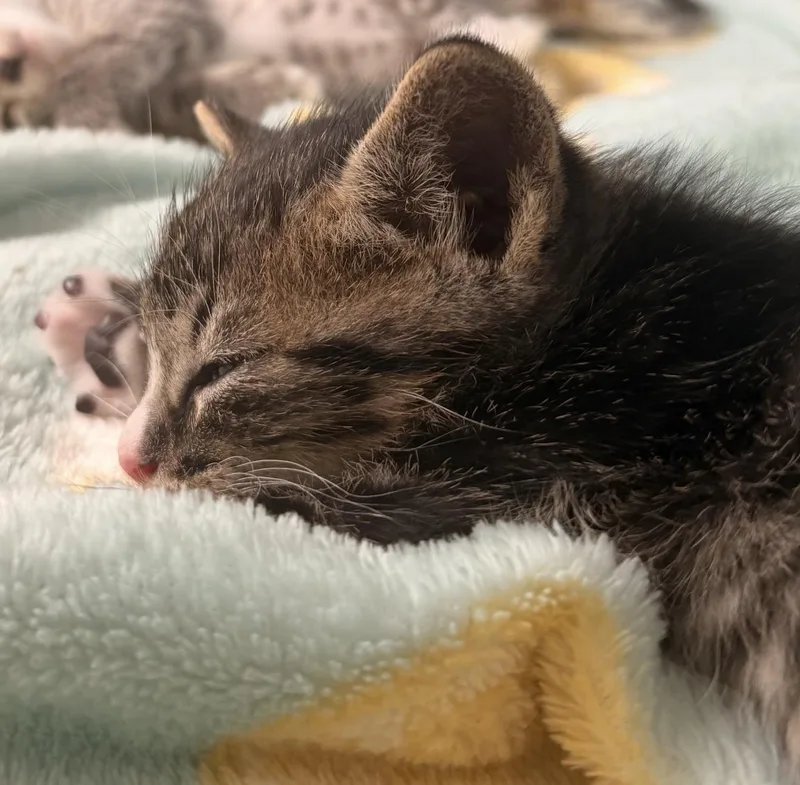 A baby medium-sized male Tabby (Buff / Tan / Fawn) Domestic Short Hair cat named Boswell for adoption in Batesville, AR