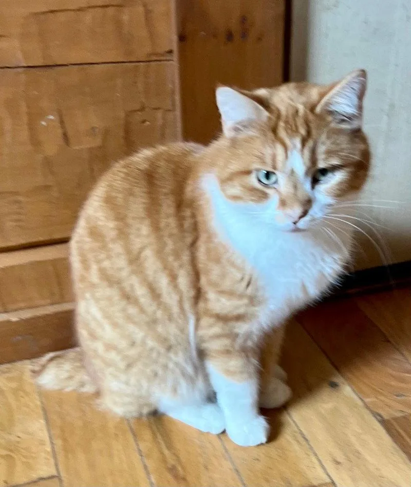An adult medium-sized male British Shorthair cat named Mike Wozowski for adoption in Cromwell, KY