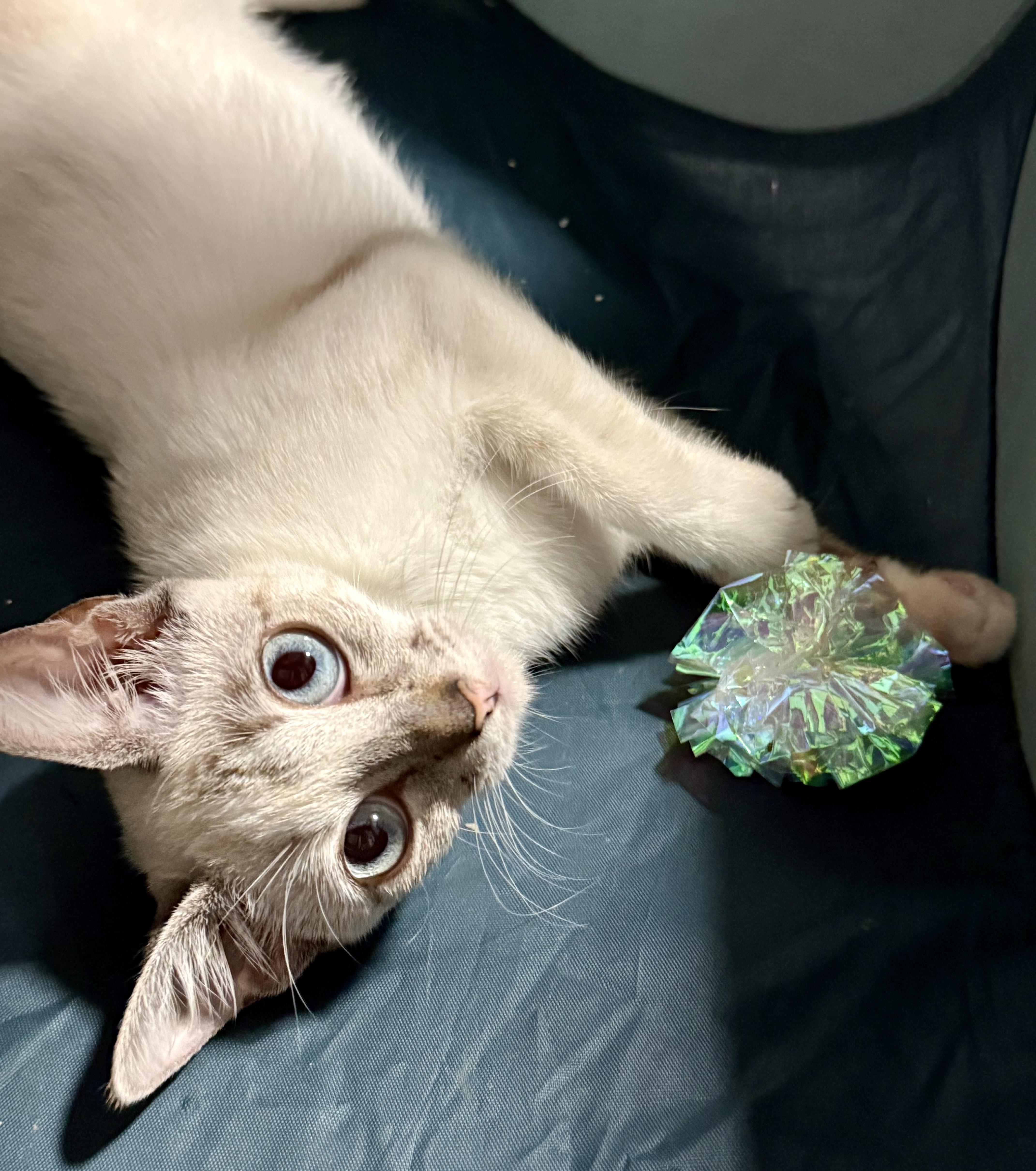 A young small-sized female Domestic Short Hair cat named Kennedy for adoption in Honolulu, HI