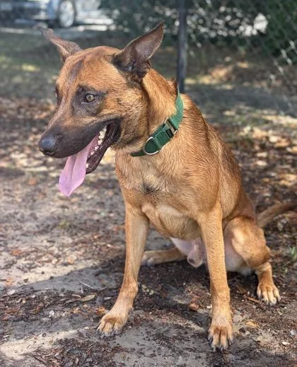 A young large-sized male Belgian Shepherd / Malinois dog named Judge for adoption in Conway, SC