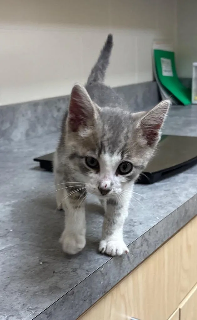 A baby medium-sized male Domestic Short Hair cat named Asriel  AC for adoption in Greeneville, TN