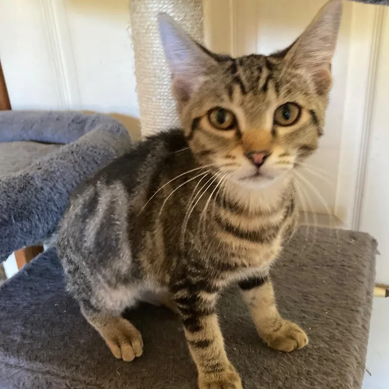 A baby medium-sized male Tabby (Buff / Tan / Fawn) Tabby cat named Sammy  Cute Mild for adoption in Hoquiam, WA