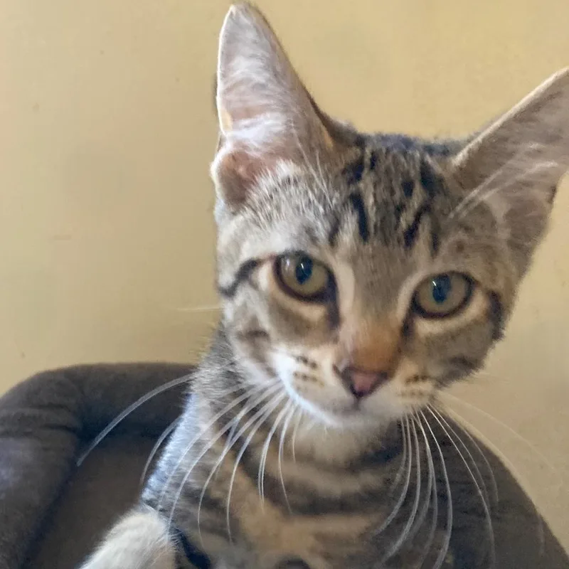 Sammy  Cute Mild thumbnail 3