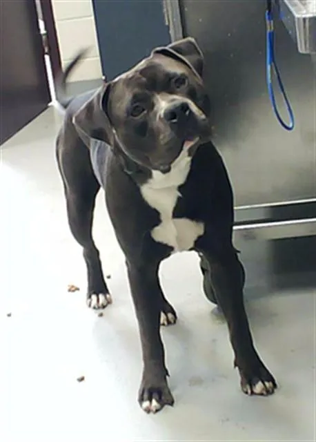 A young medium-sized male Pit Bull Terrier dog named Lee for adoption in Fayetteville, NC