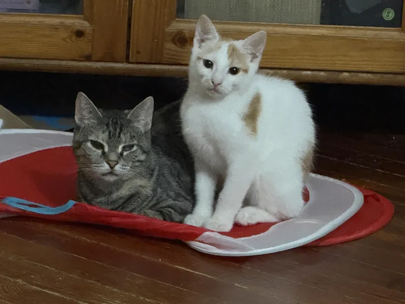 A baby small-sized male Domestic Short Hair cat named Ollie for adoption in Philadelphia, PA