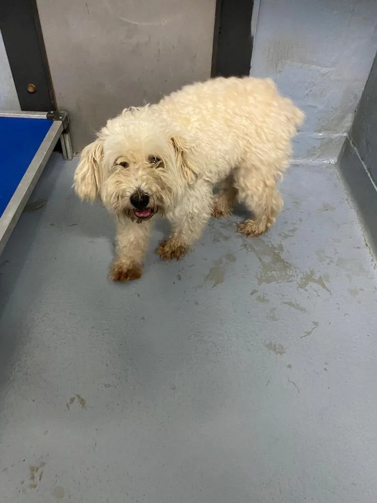 A young small-sized male Shih Tzu dog named Doobie for adoption in Cartersville , GA