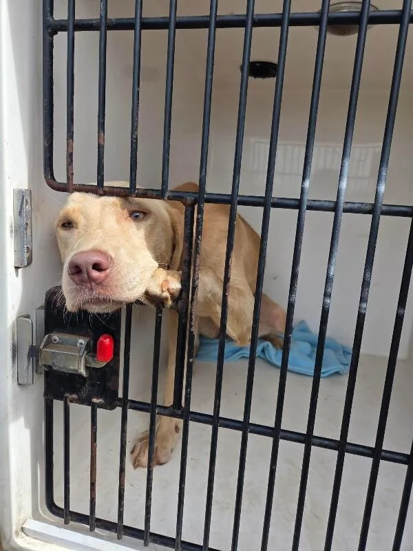 An adult medium-sized female Golden Mixed Breed dog named Nikki for adoption in Mobile, AL