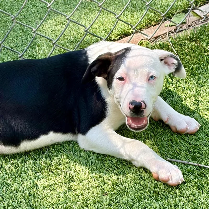 A baby medium-sized female Black Labrador Retriever dog named Selena Gomez for adoption in Pekin, IL
