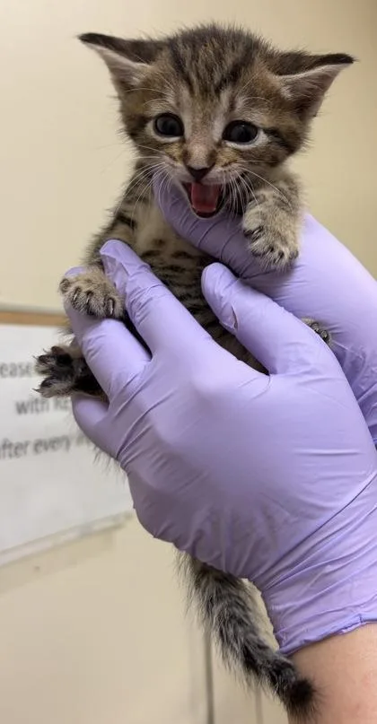 A baby small-sized female Domestic Short Hair cat named Perserverance for adoption in West Chester, PA