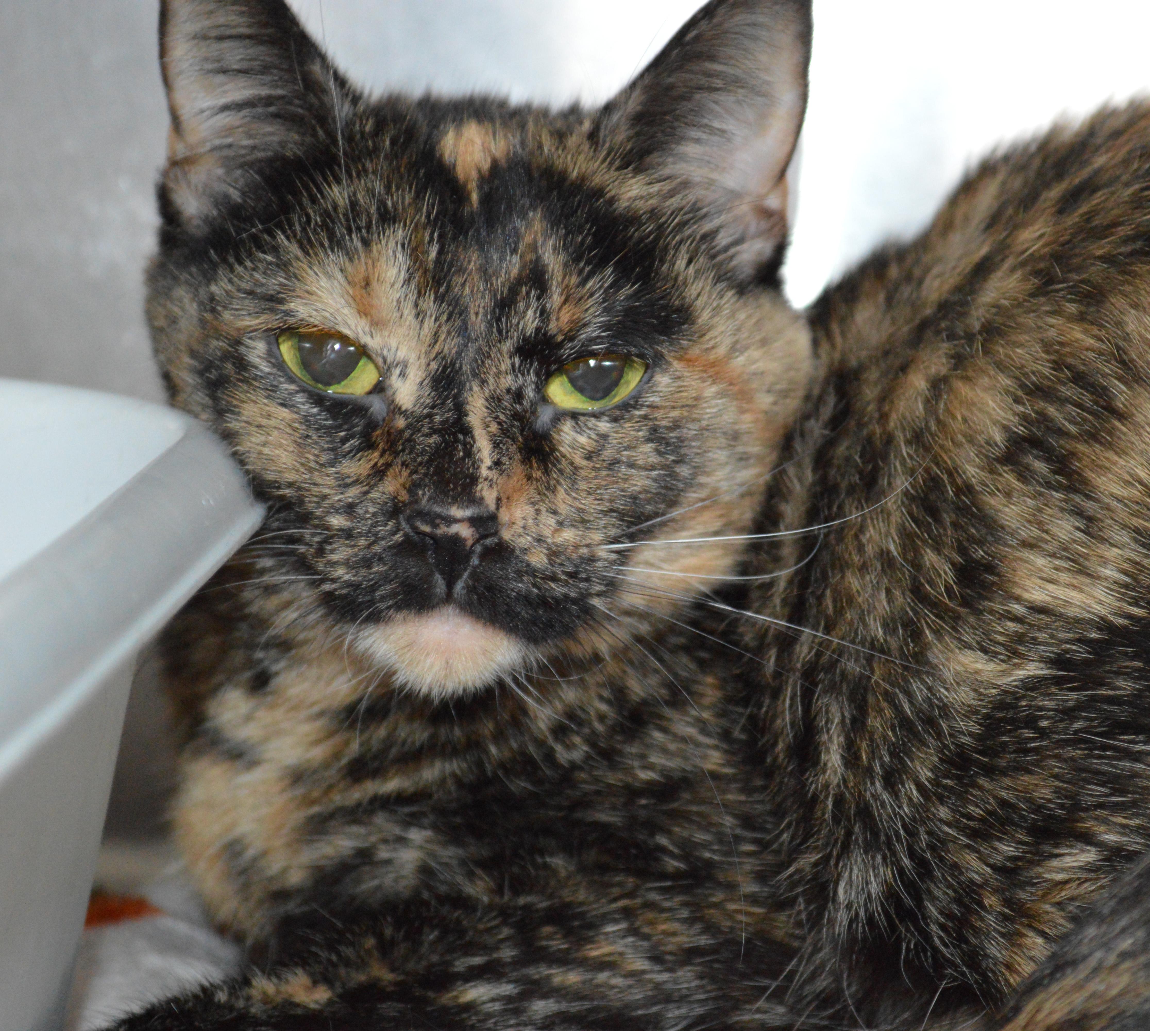 A senior medium-sized female Tortoiseshell Domestic Short Hair cat named Spike for adoption in House Springs, MO