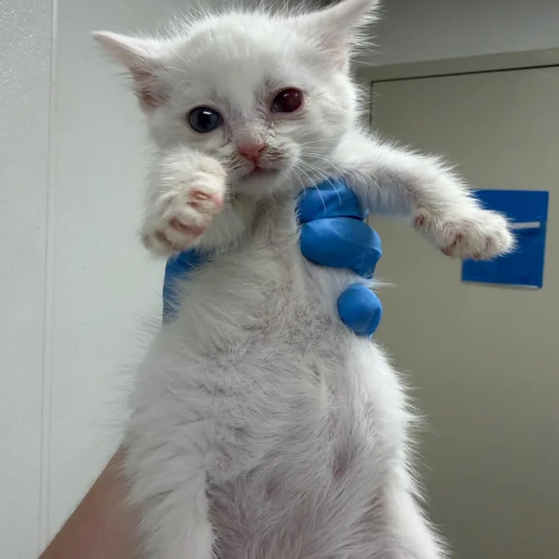 A baby small-sized female White Domestic Short Hair cat named Mochi for adoption in Harrisonburg, VA