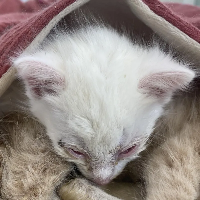 Mochi thumbnail 2