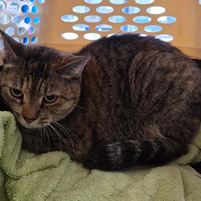 A senior small-sized female Brown / Chocolate Domestic Short Hair cat named Hunny for adoption in Montgomery, AL