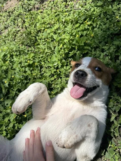 A baby small-sized female Australian Cattle Dog / Blue Heeler dog named Kimchi for adoption in San Antonio, TX