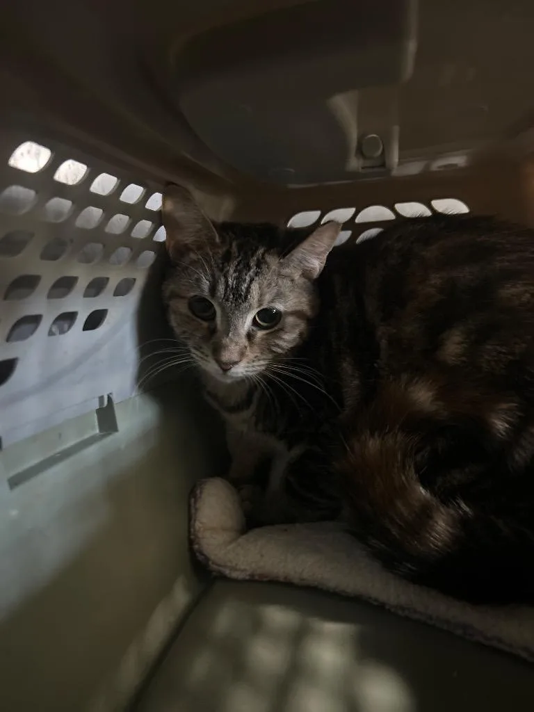 A young medium-sized female American Bobtail cat named Mystikal for adoption in Cumming, GA