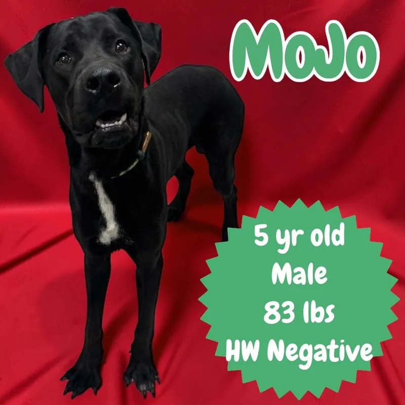 Mojo