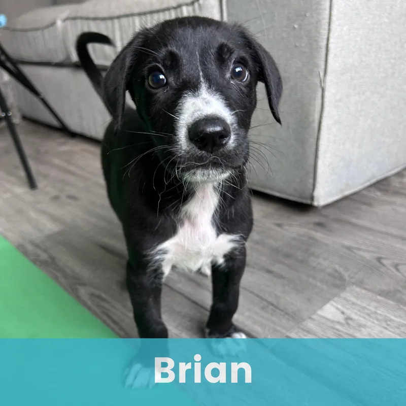 Brian