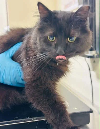 An adult large-sized male Domestic Long Hair cat named Midnight Traveler for adoption in West Chester, PA