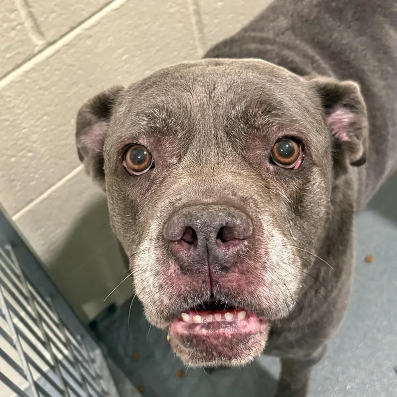 A senior large-sized female Pit Bull Terrier dog named Isabella for adoption in Chesapeake, VA