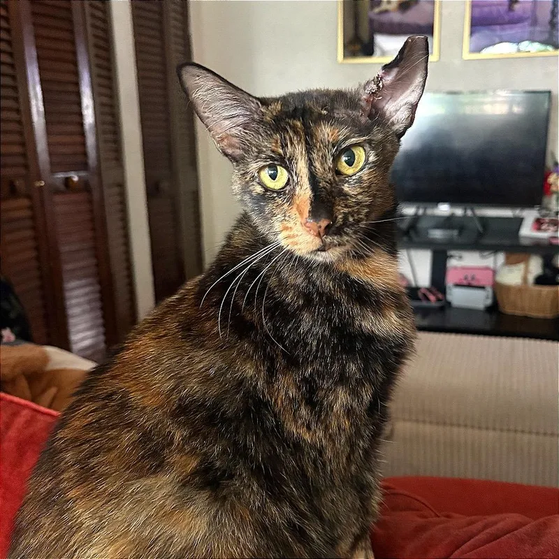 A senior large-sized female Tortoiseshell Domestic Short Hair cat named Eloise for adoption in Fort Lauderdale, FL