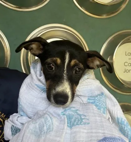A baby small-sized female Terrier dog named Akachan for adoption in Honolulu, HI
