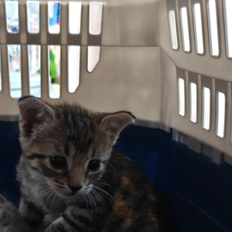 A baby small-sized female Gray / Blue / Silver Domestic Short Hair cat named Debbie for adoption in New Orleans, LA