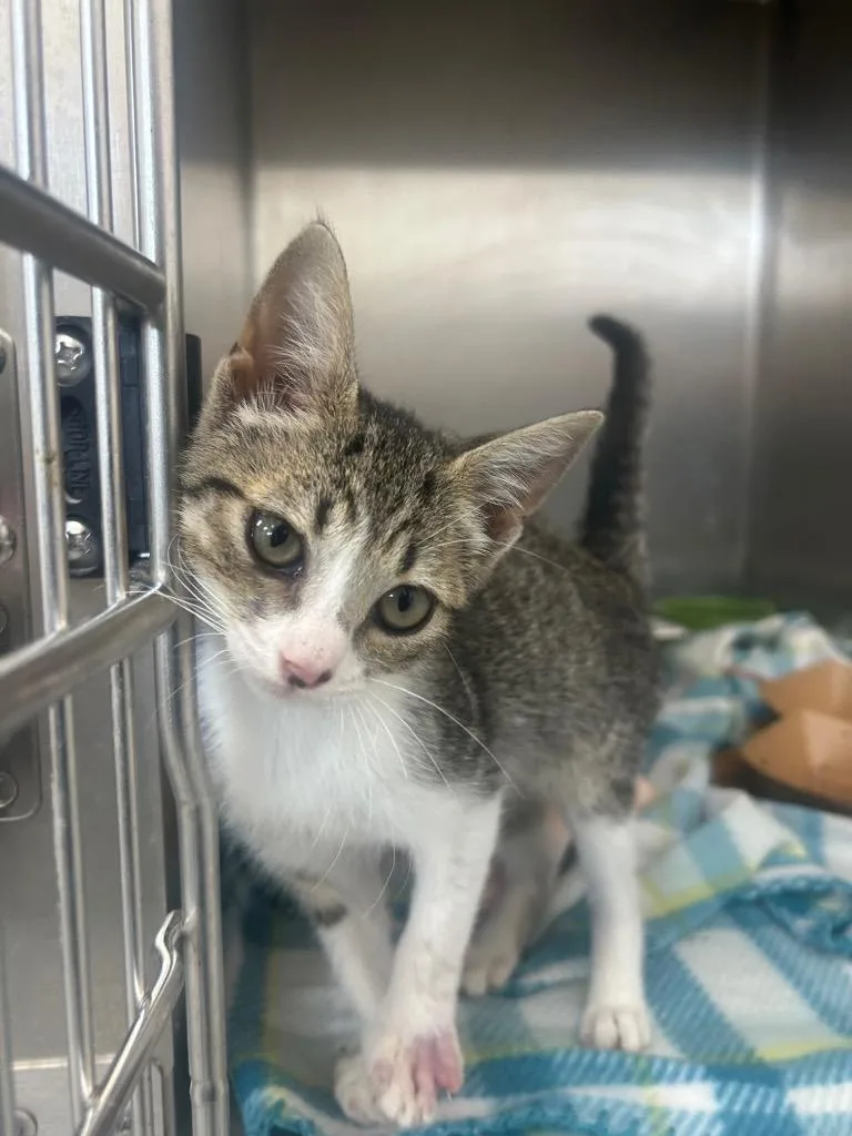 A baby medium-sized female Domestic Short Hair cat named Alley Cat for adoption in Hartsville, SC