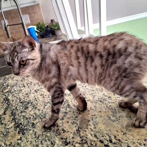 A young small-sized male Gray / Blue / Silver Domestic Short Hair cat named Slate for adoption in Fayetteville, GA