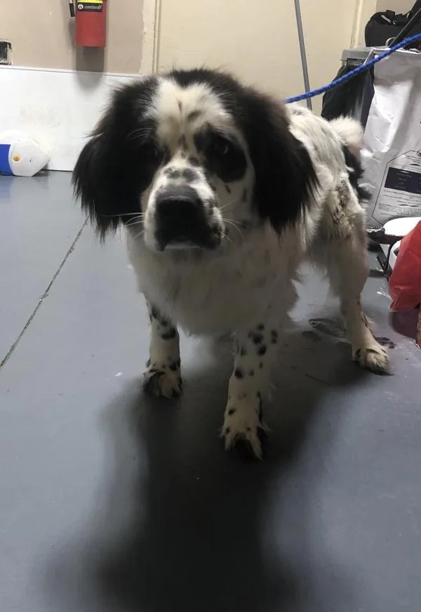 An adult medium-sized male Spaniel dog named a Snowball for adoption in Dallas, GA