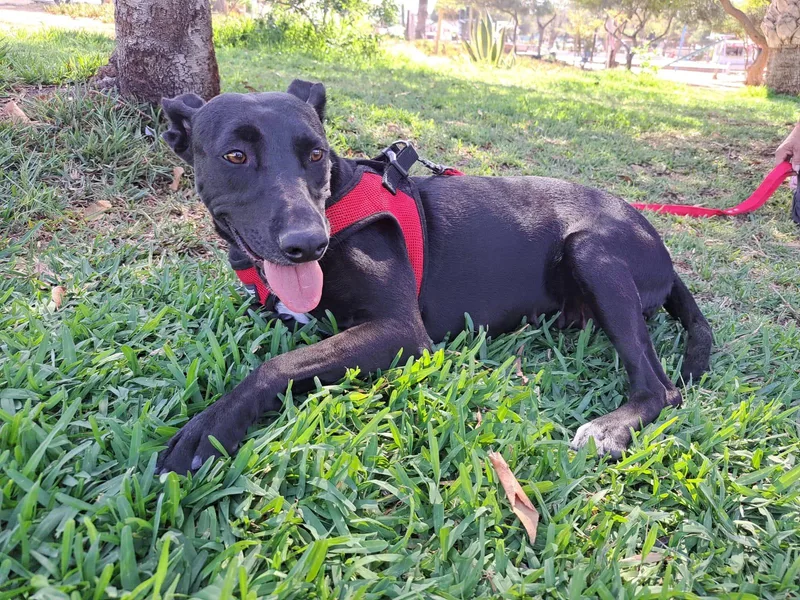 A young medium-sized female Black Labrador Retriever dog named Tati for adoption in Orange, CA
