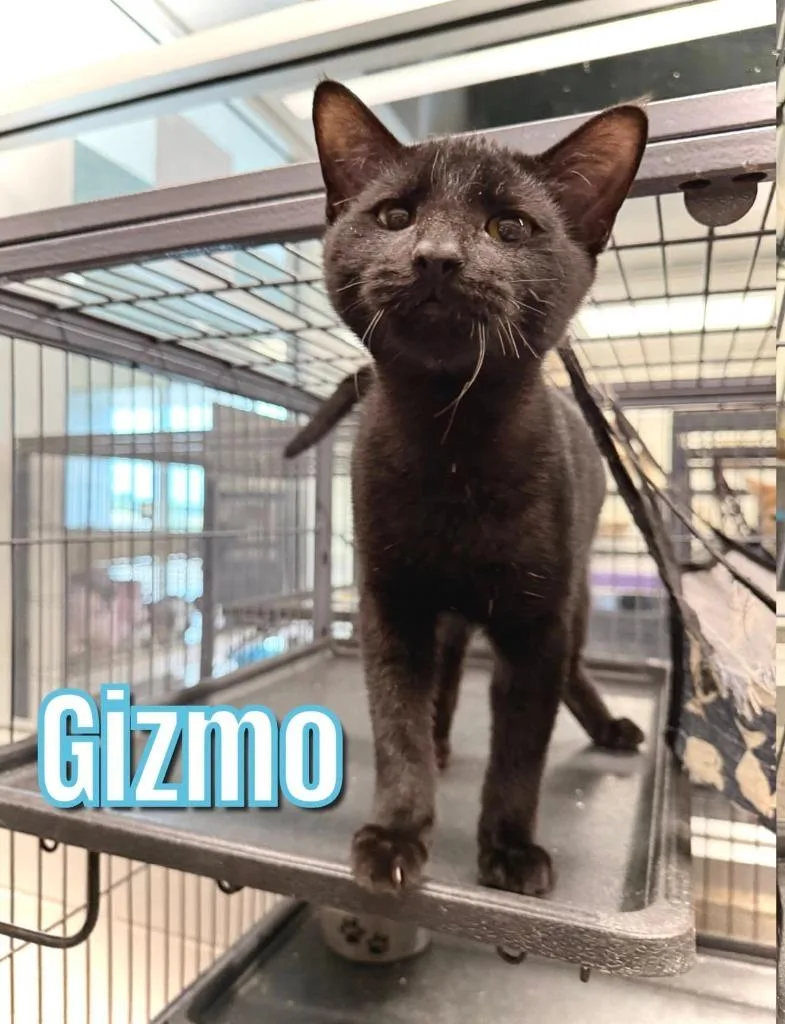 Gizmo thumbnail 2